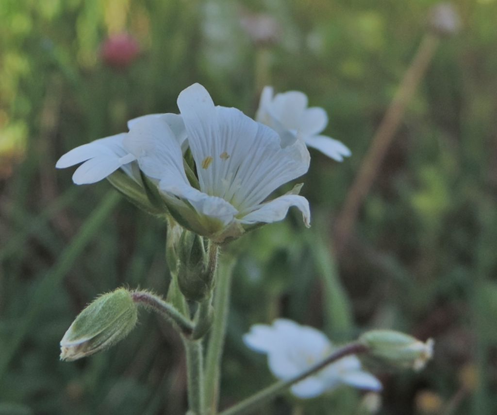 Cerastium arvense